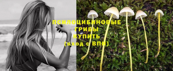 хмурый Аркадак